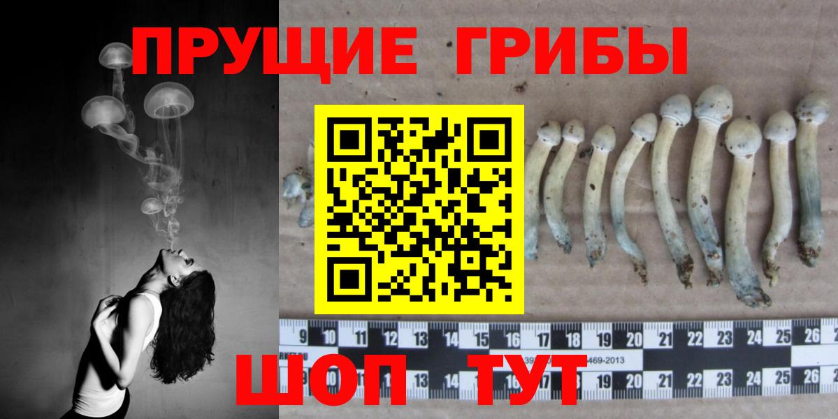 Псилоцибиновые грибы Psilocybine cubensis  Приморско-Ахтарск 