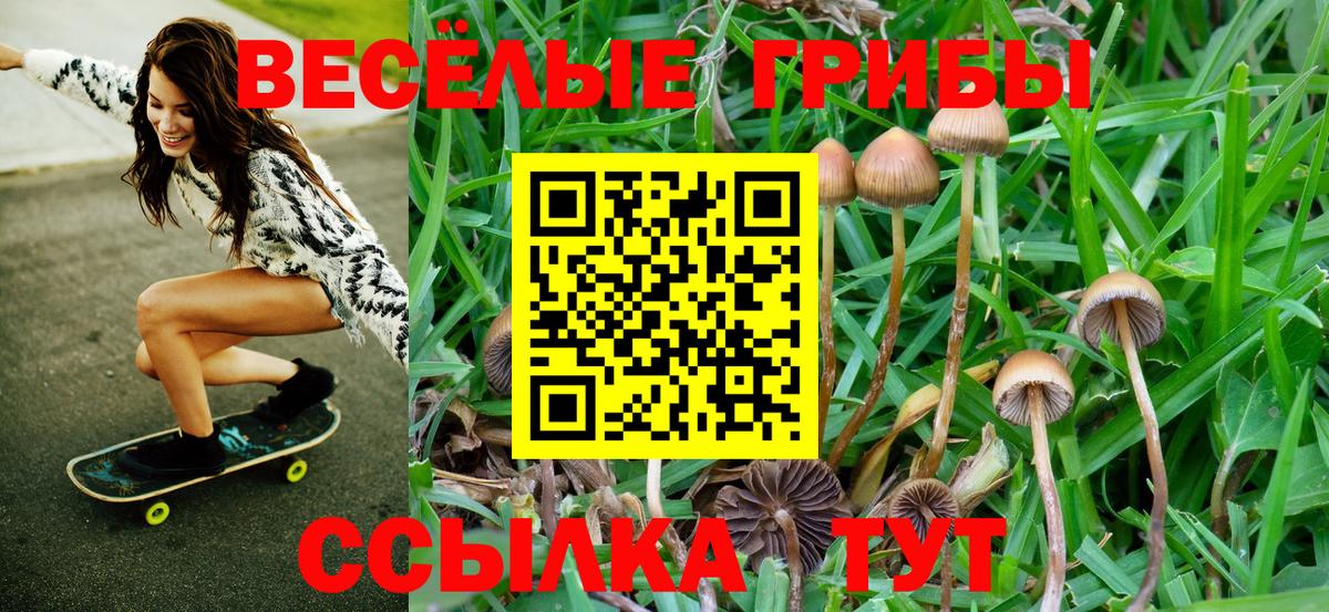 Приморско-Ахтарск  Псилоцибиновые грибы прущие грибы  Вход с VPN  Псилоцибиновые грибы Psilocybe 